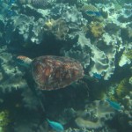 Great Barrier Reef Great Barrier Reef