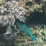 Great Barrier Reef Great Barrier Reef