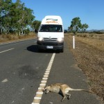 dead kangoroo dead kangoroo